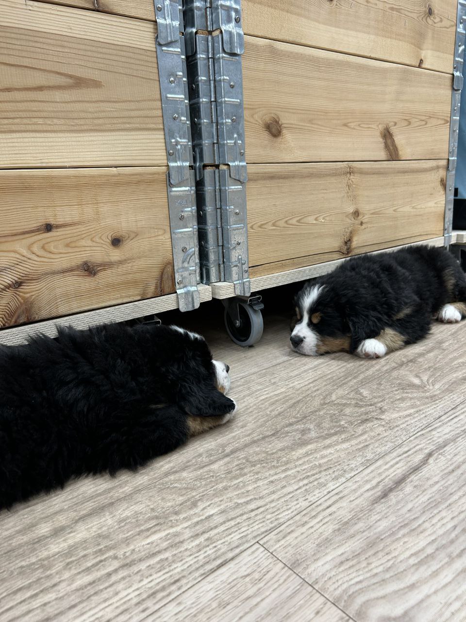 Dog 16